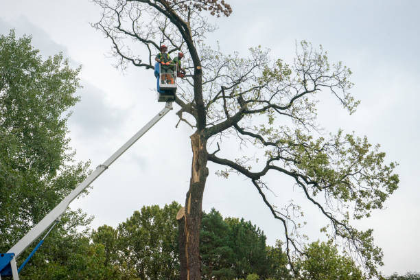 Best Tree Removal  in North Apollo, PA