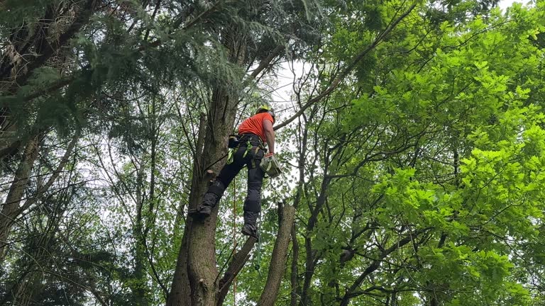 Soil Testing and Treatment in North Apollo, PA